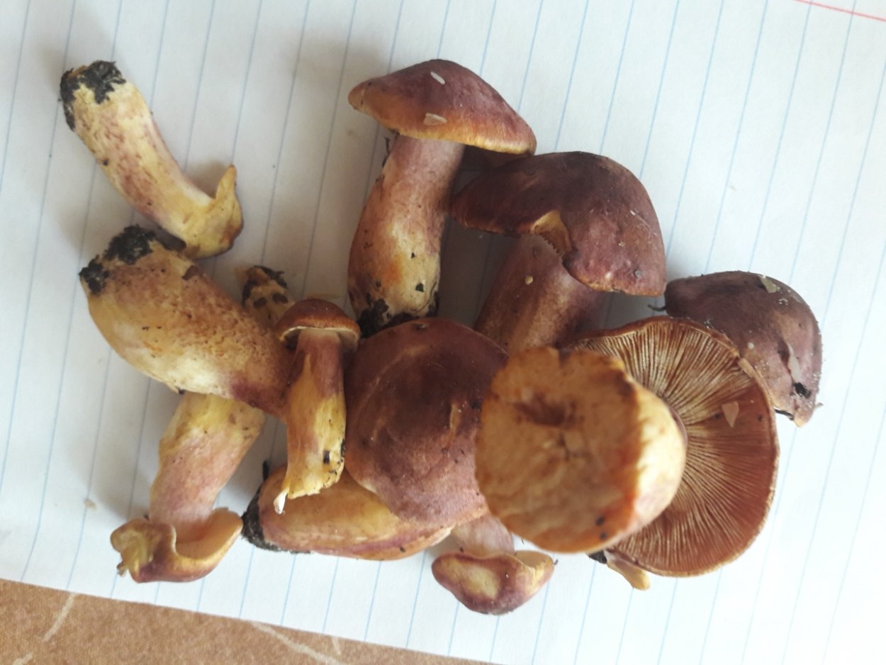 Рядовка Чешуйчатая Tricholoma imbricatum