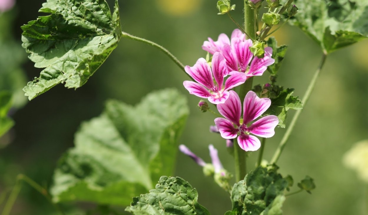 Просвирник Мальва Лесная