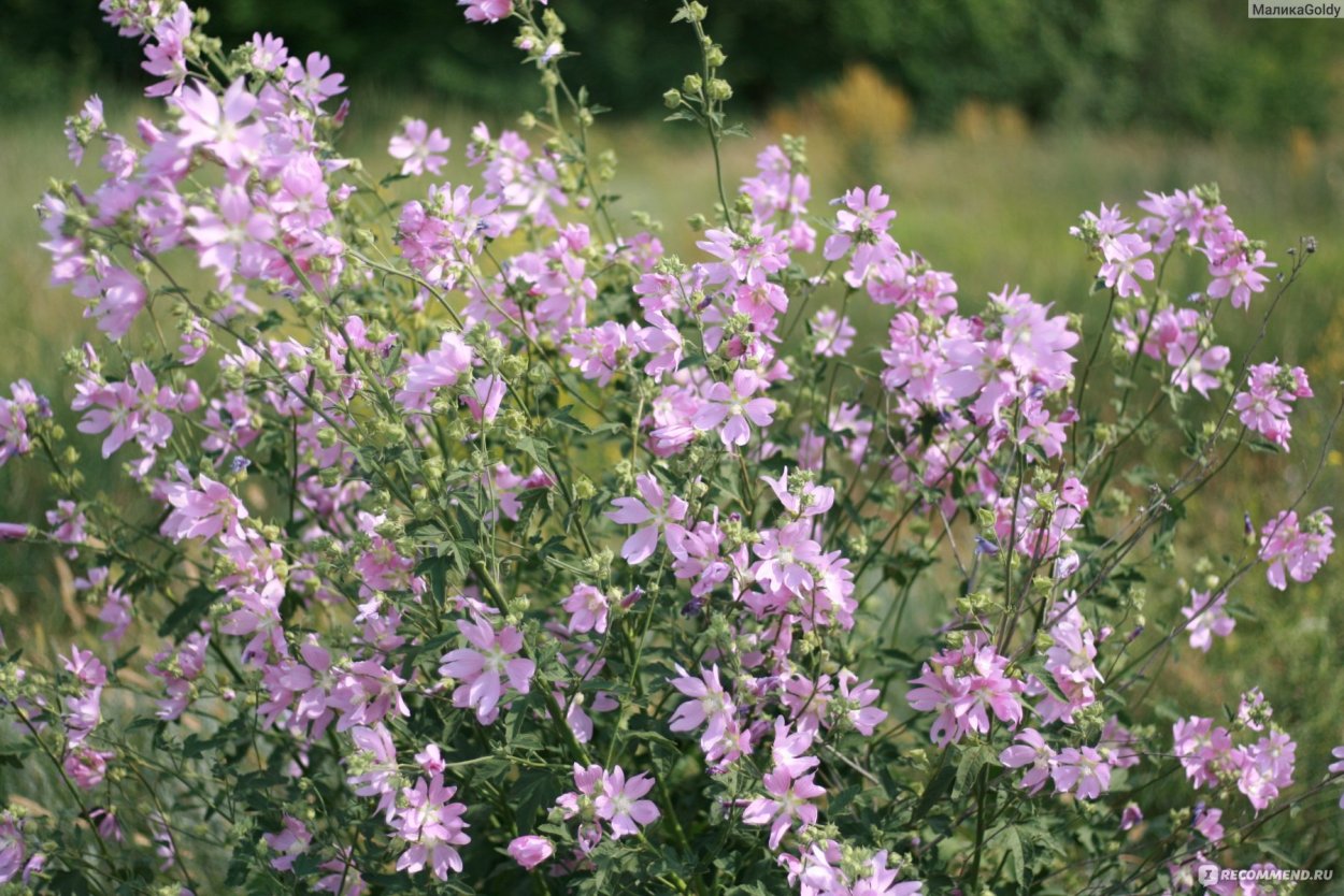 Дикая Мальва просвирник