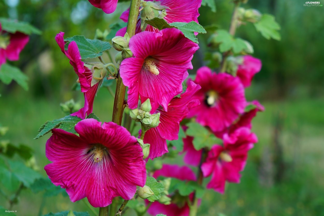 Hollyhock Мальва