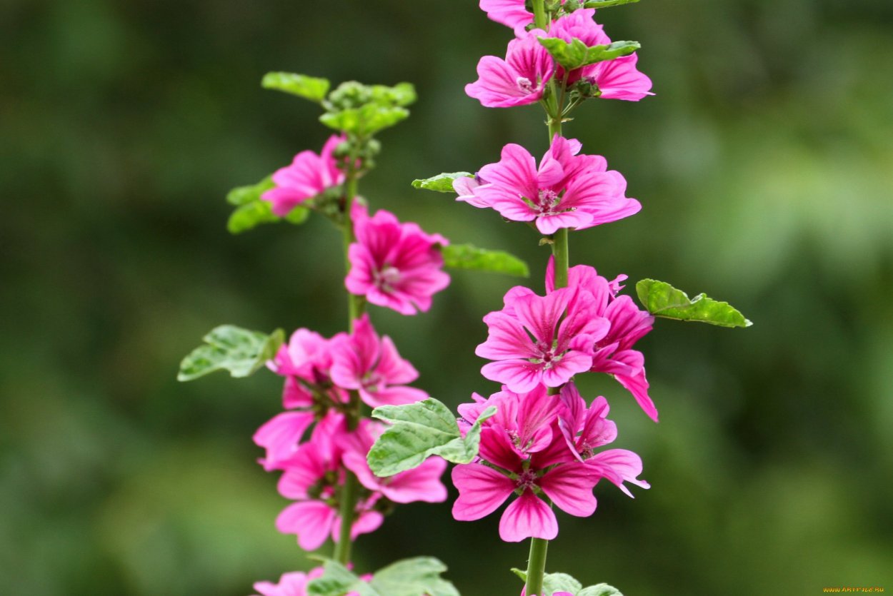 Мальва Сабрина