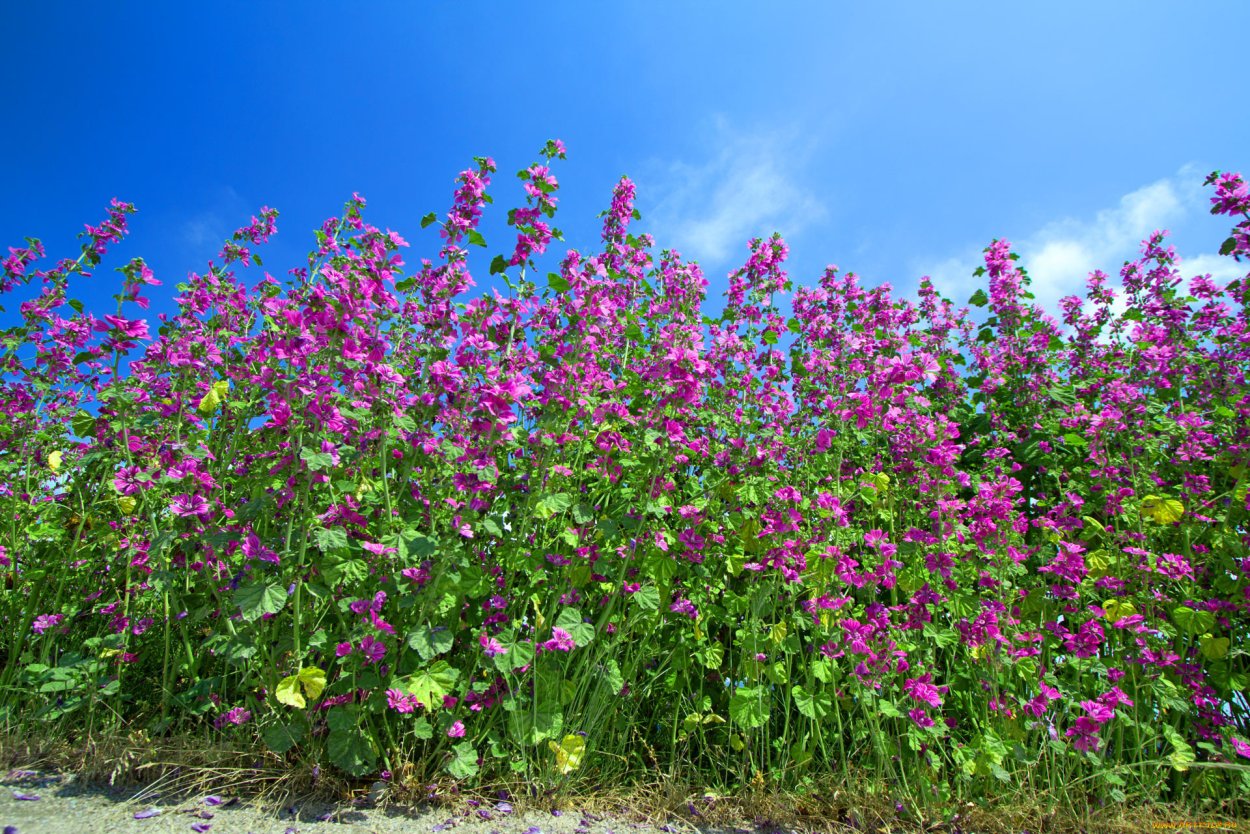 Фото Мальва луговые хорошее качество