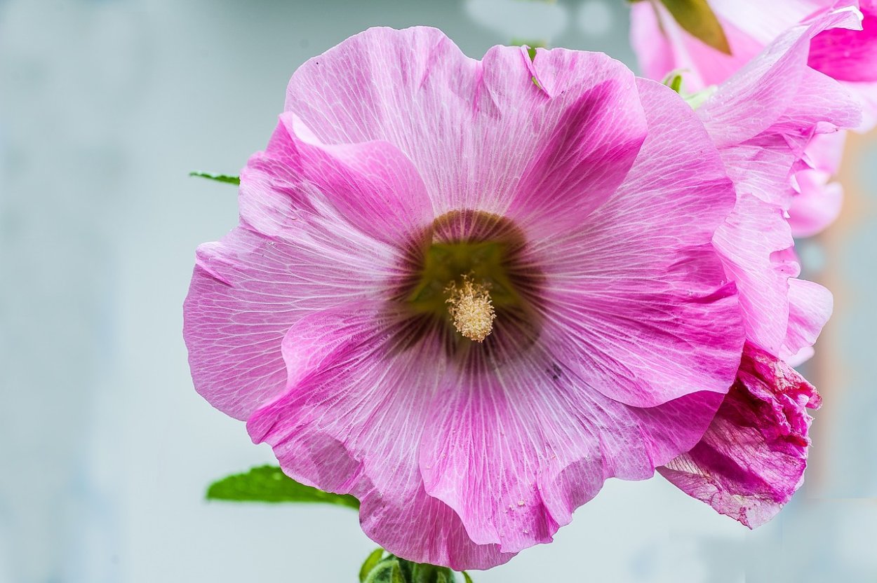 Мальва красная