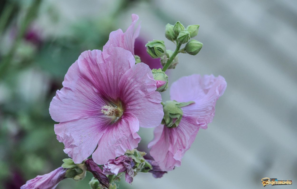 Мальва Зоря Винница