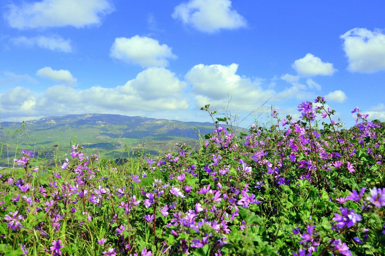 Мальва Лесная фото