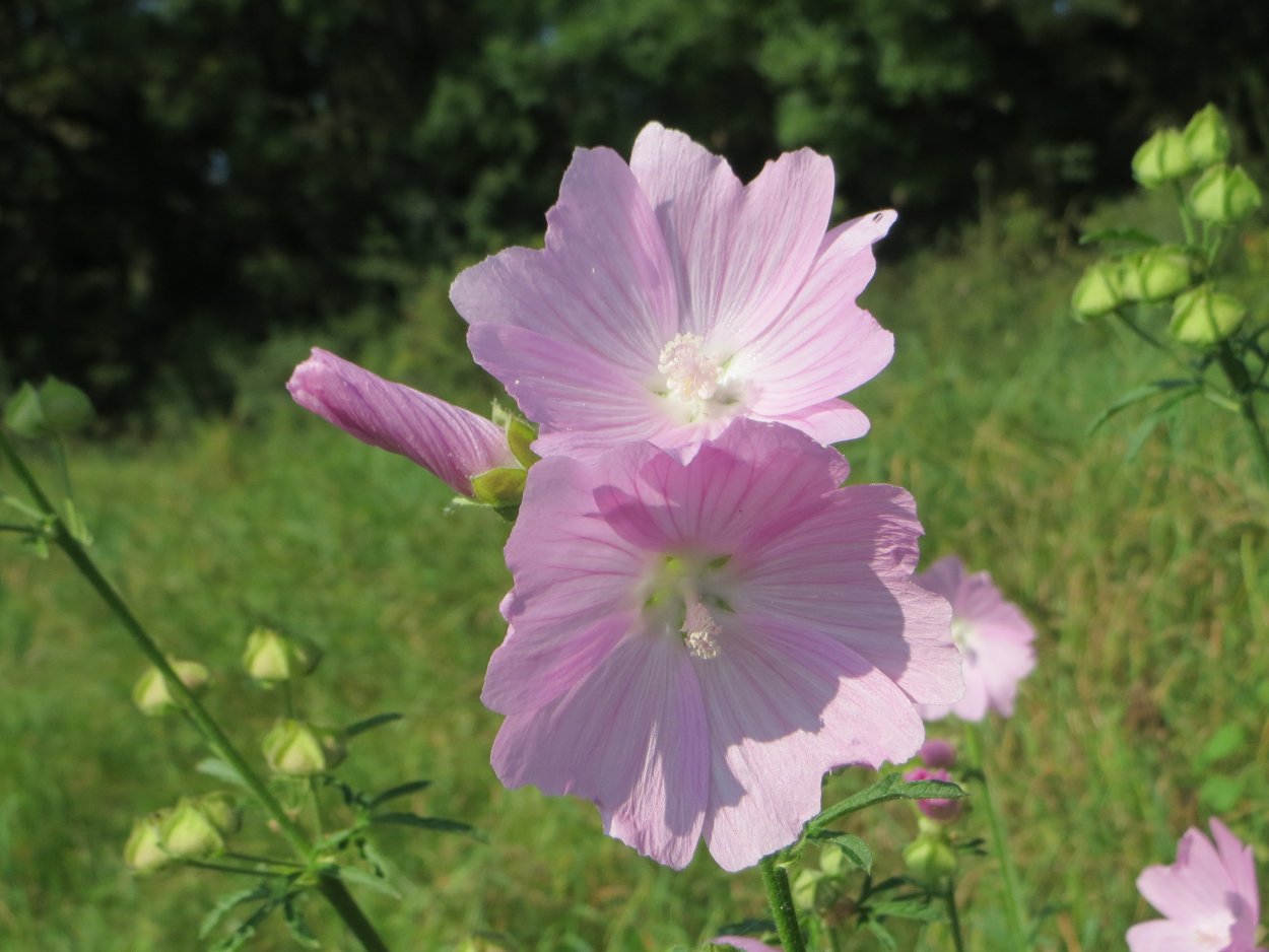 Мальва просвирник