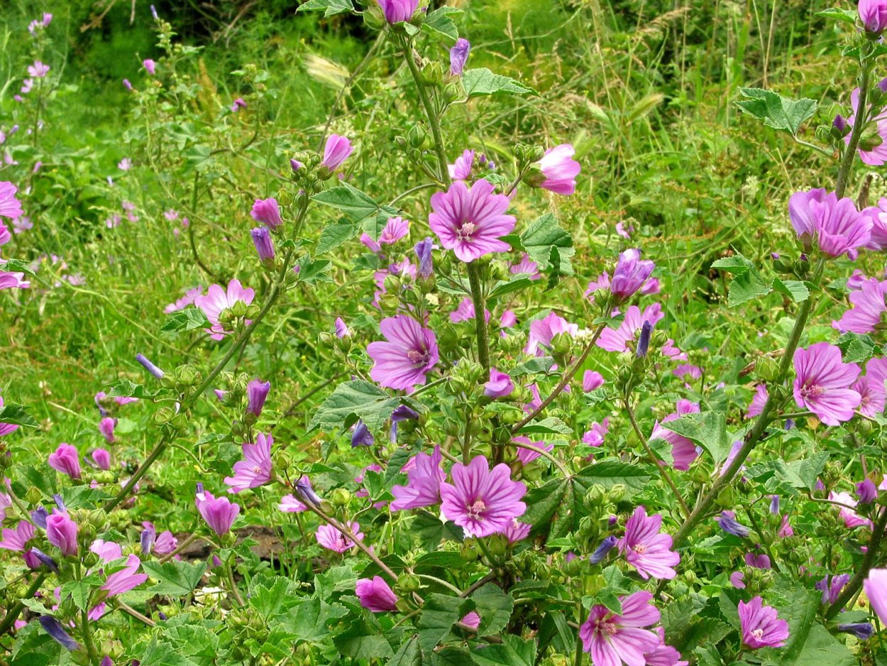 Мальва Степная