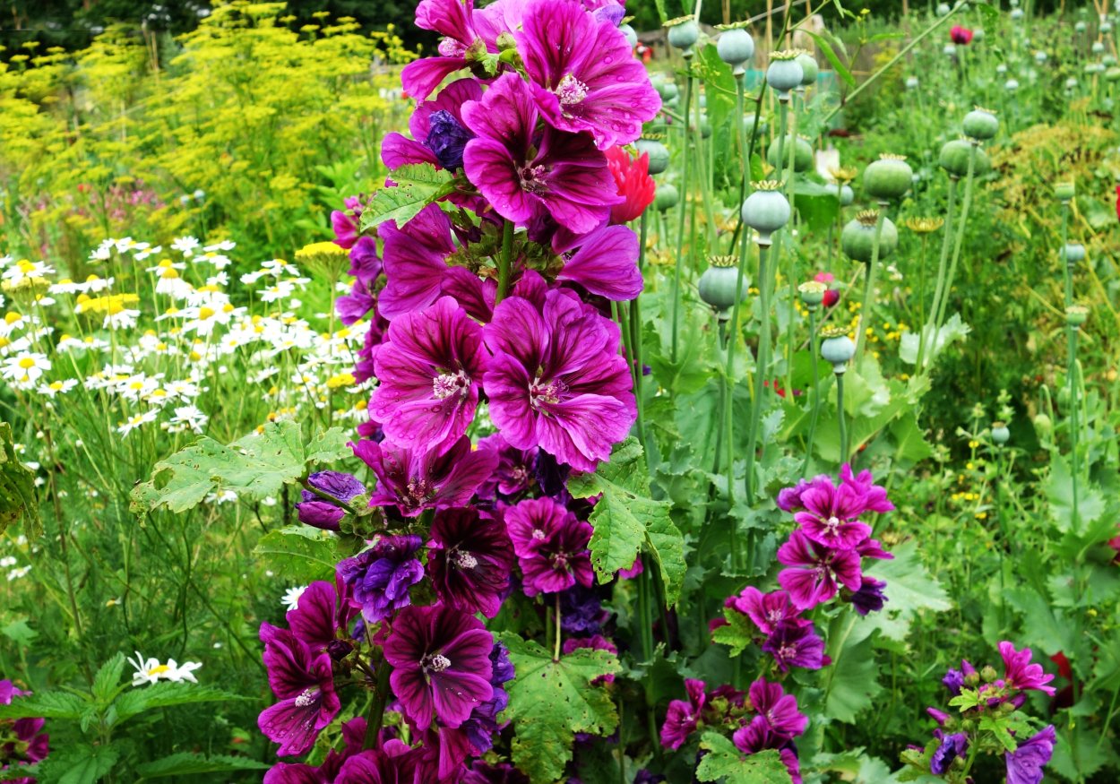 Hollyhock Мальва