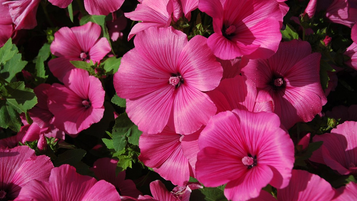 Лаватера однолетняя