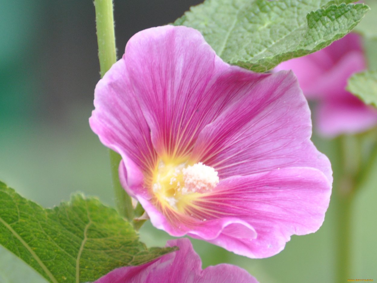 Мальва комнатная