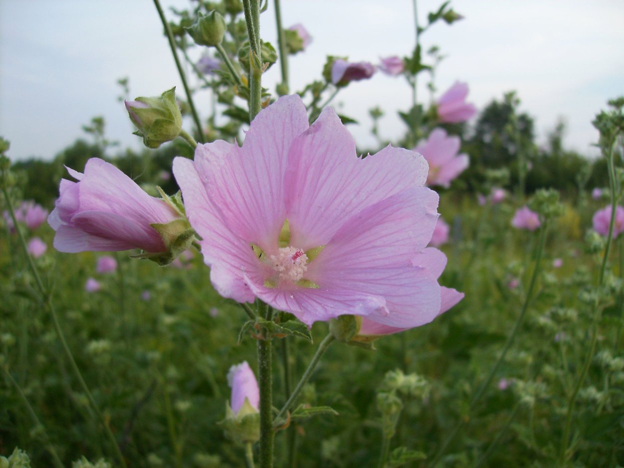 Просвирник полевой