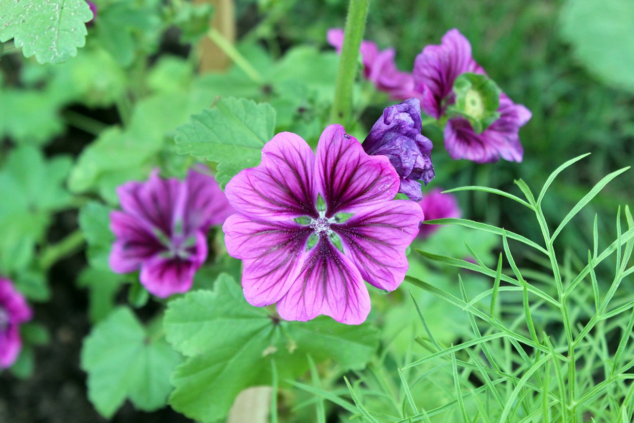 Цветы Мальва зебрина