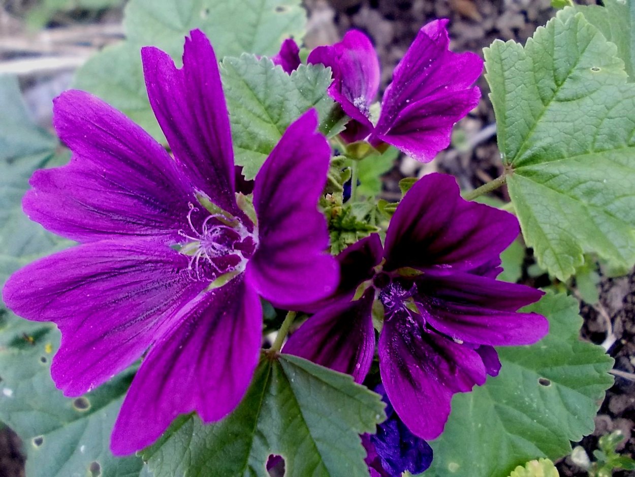 Мальва Лесная пурпурная