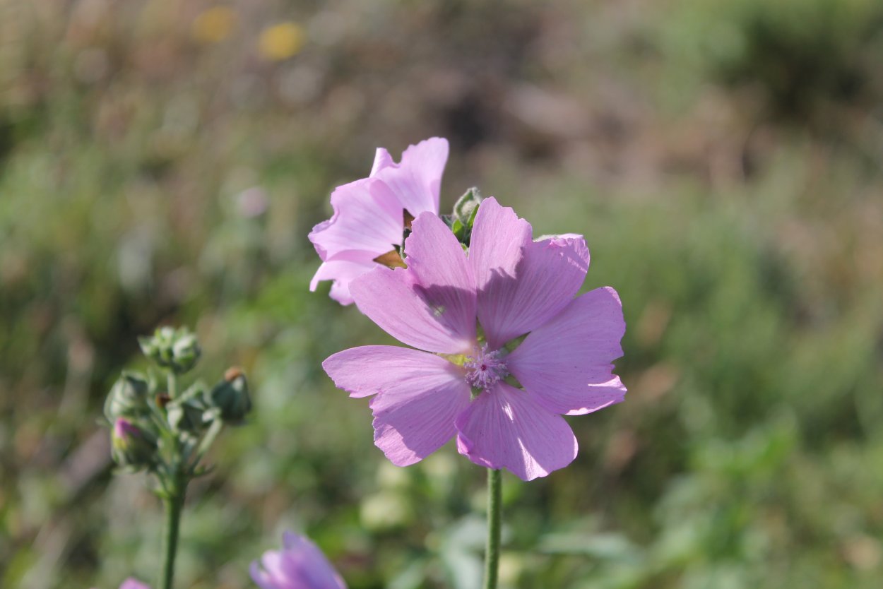 Мальва хатьма
