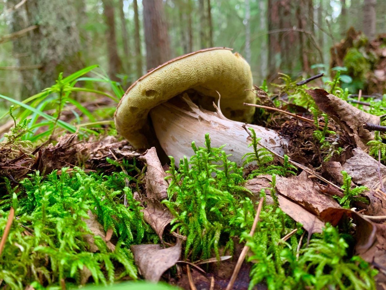 Луковички грибы