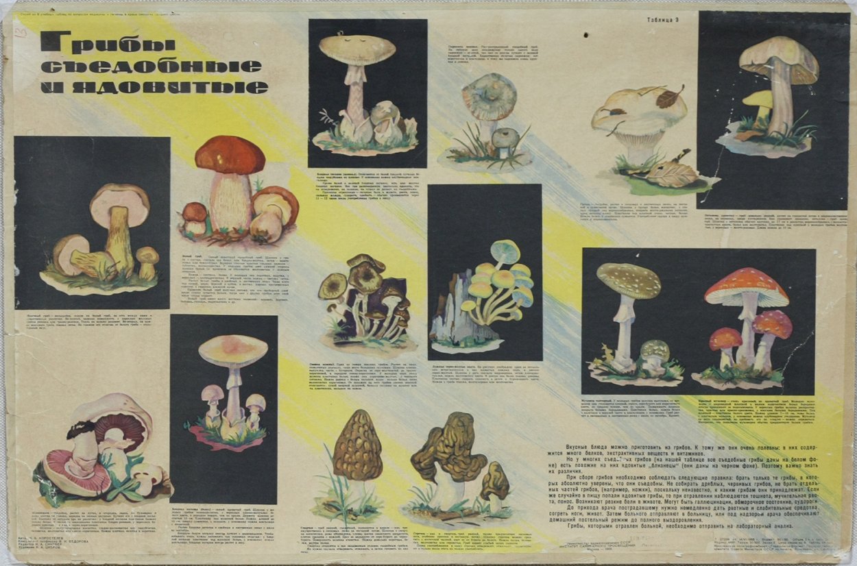 Белые грибы в Карелии