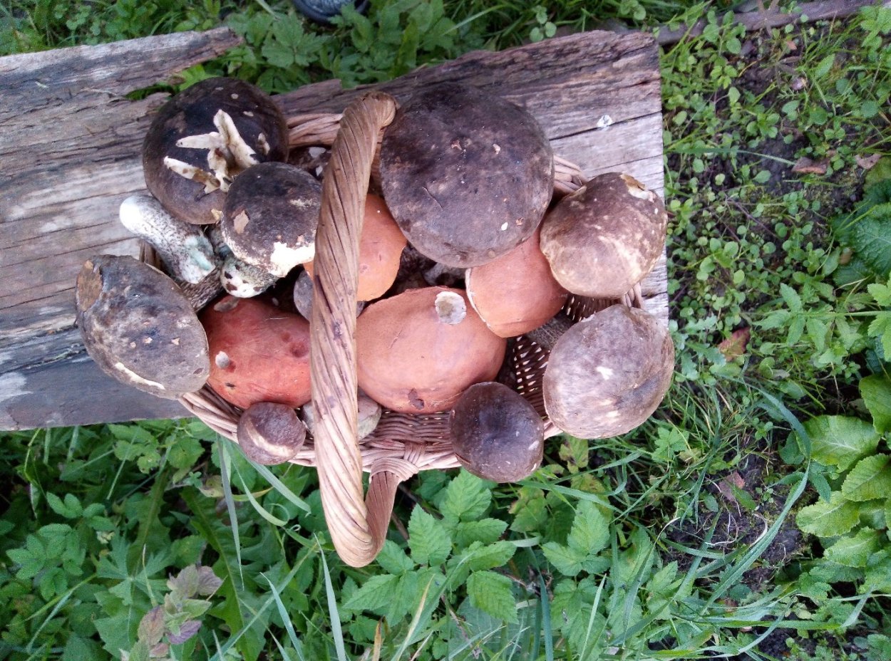 Сбор грибов