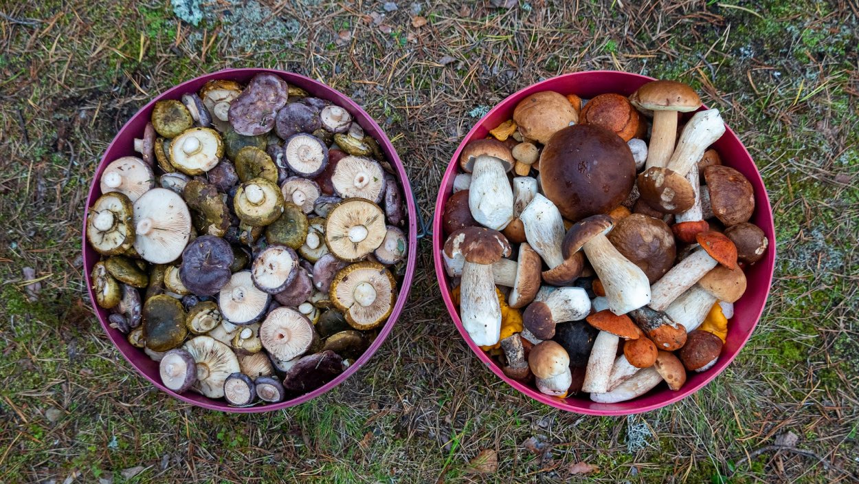 День грибника