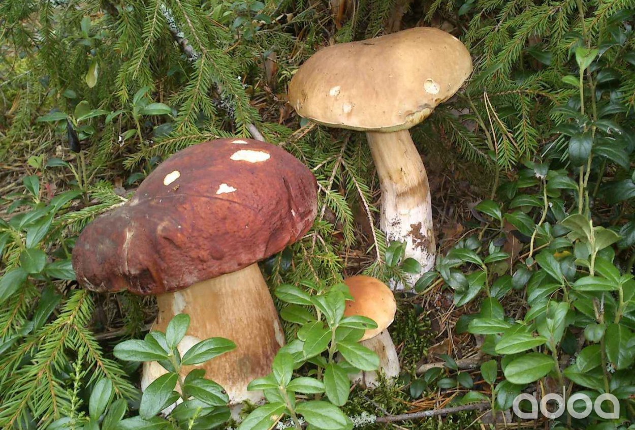 Грибы Вологда