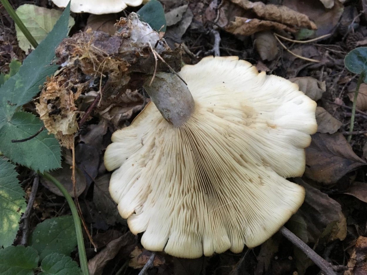Сентябрюшки грибы