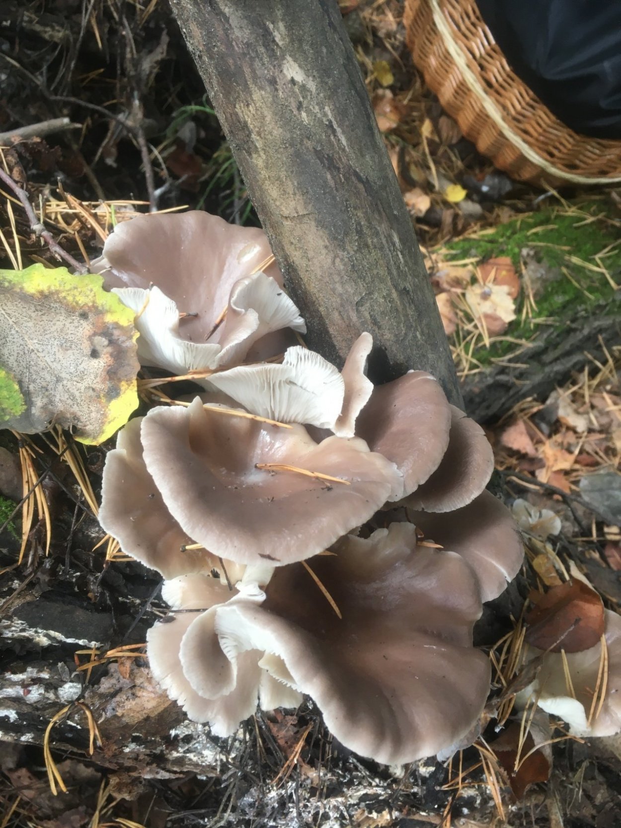 Гриб вешенка устричная