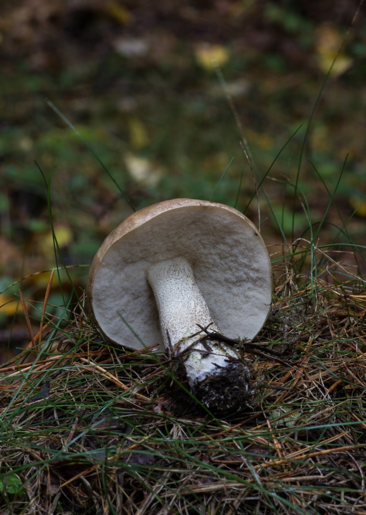 Подберезовик Луговой