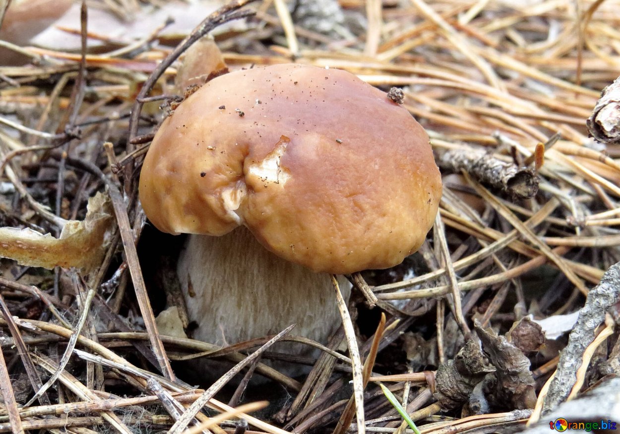 Информация о белом грибе