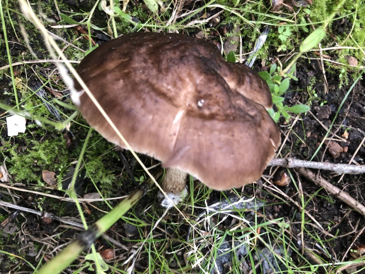 Плютей Олений гриб съедобность