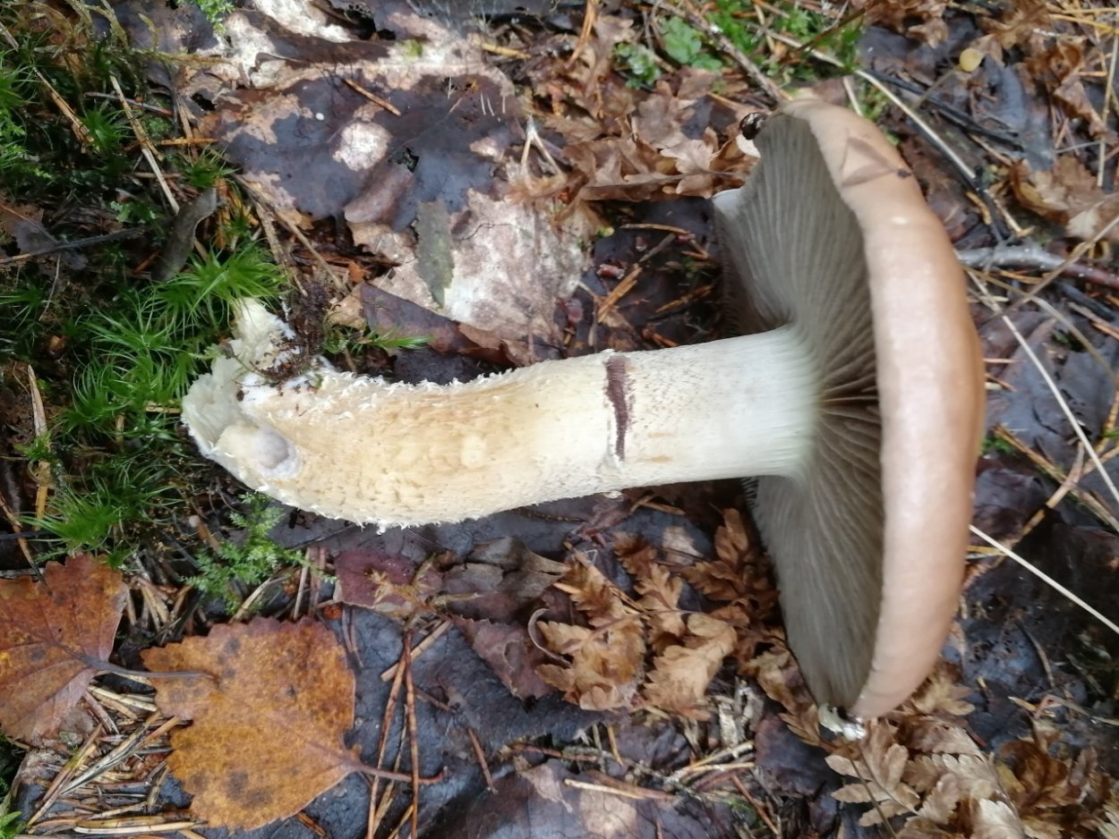 Гриб сентябрюшка