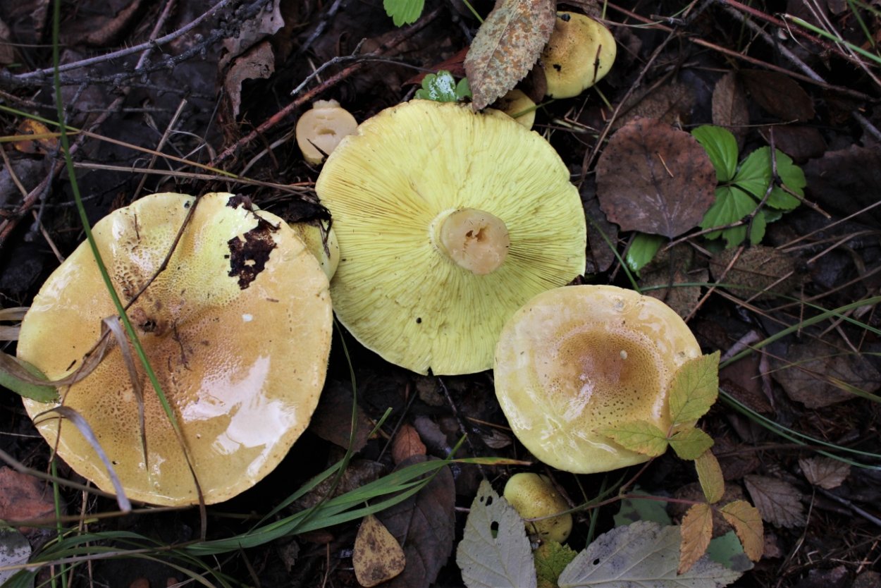Рядовка Лиственная Tricholoma frondosae