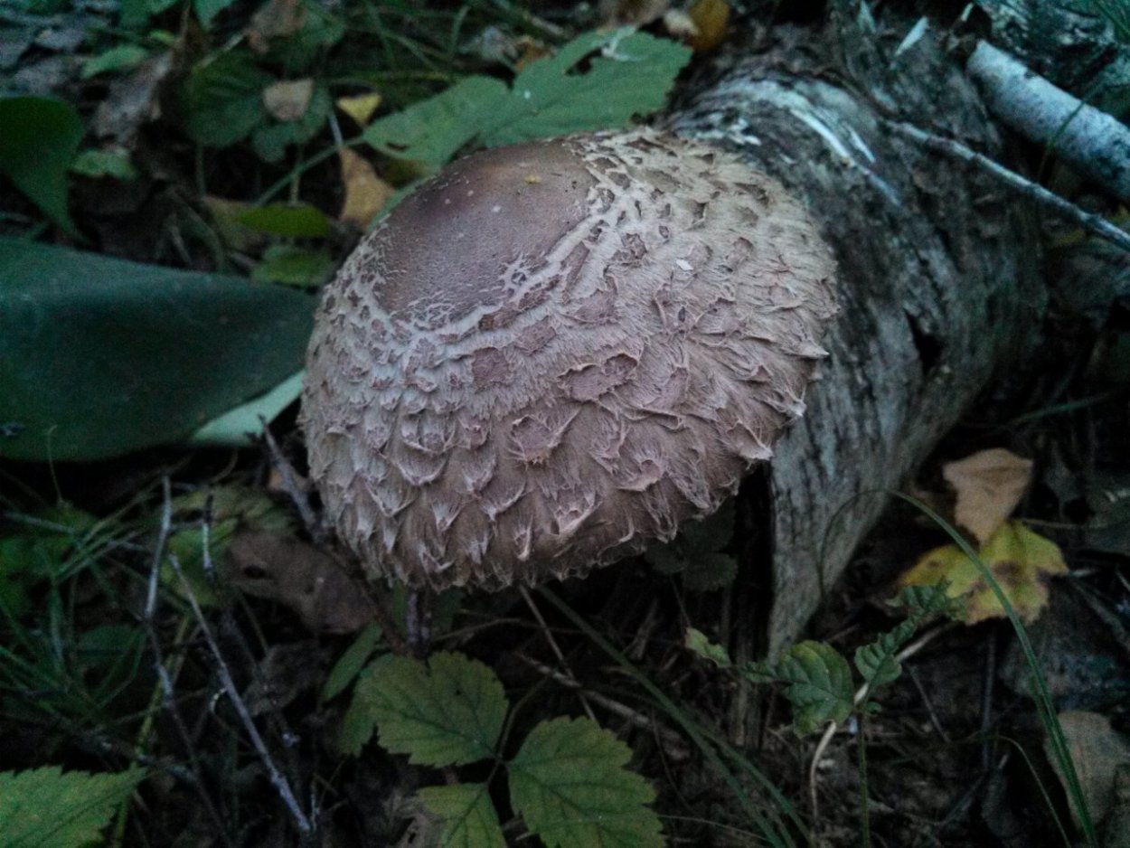 Гриб-зонтик краснеющий (Chlorophyllum rhacodes)