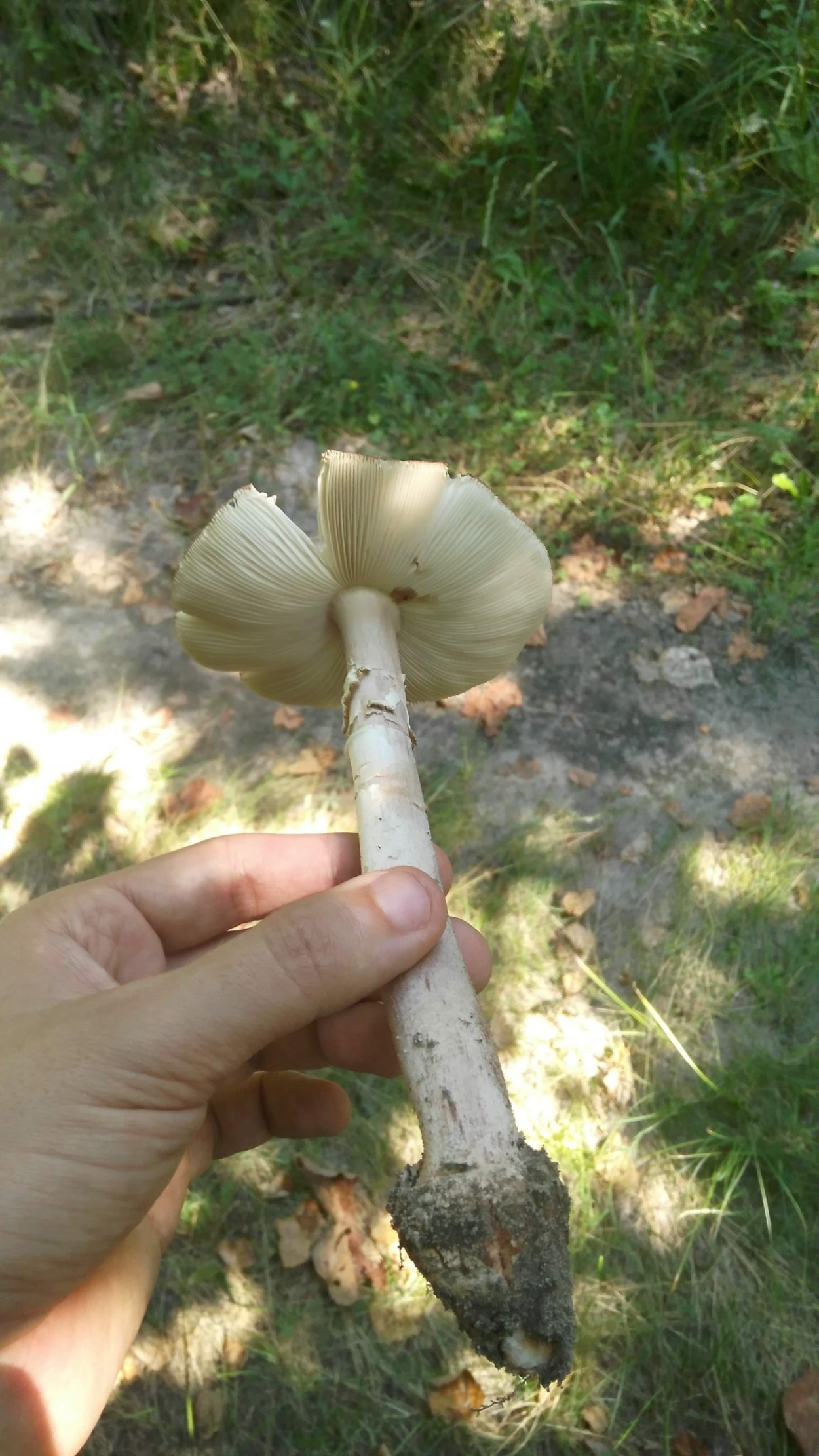 Гриб сентябрюшка фото