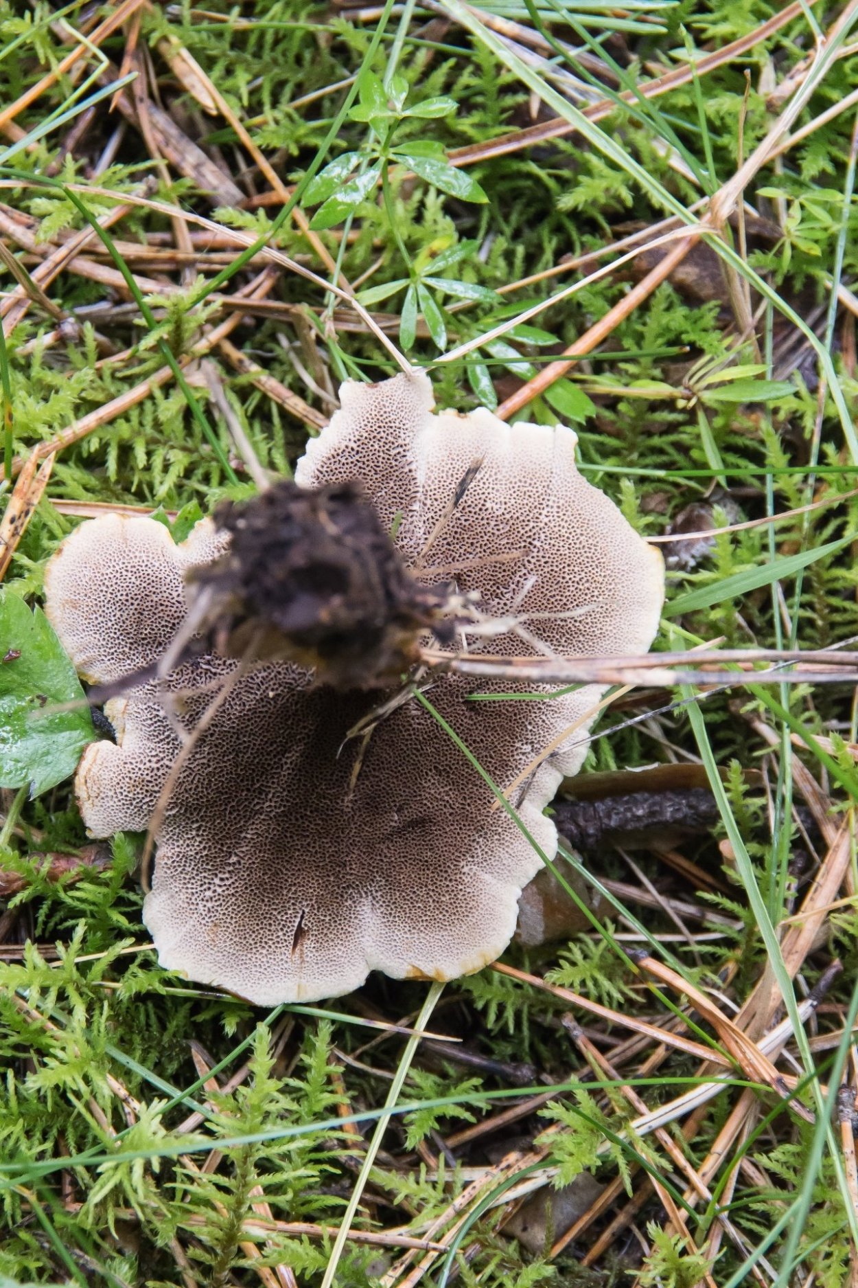 Грибы сентябрюшки