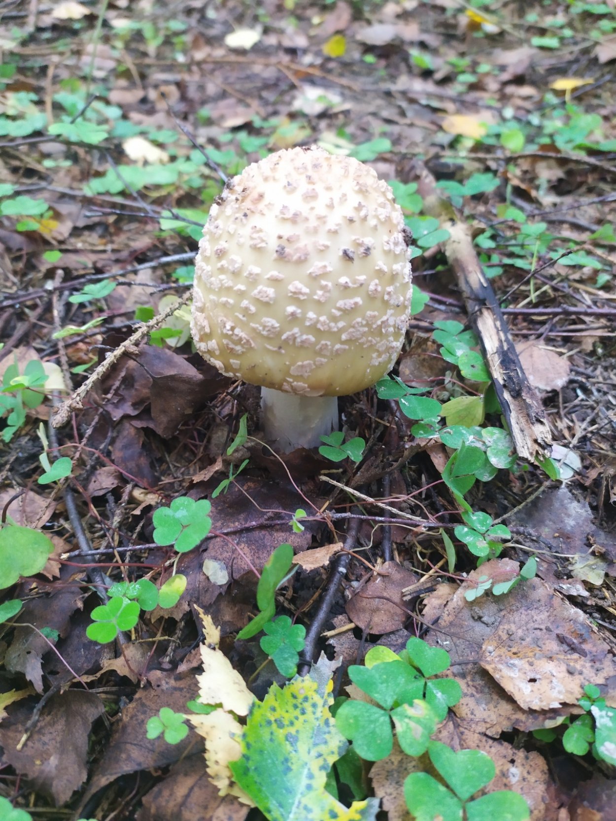 Гриб сентябрюшка