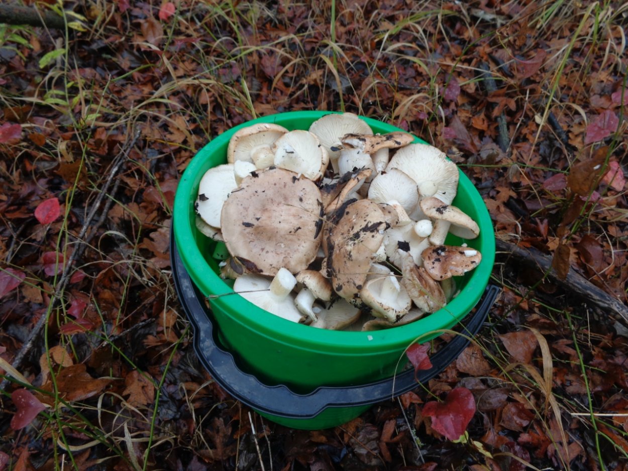 Опята Волгоградской области