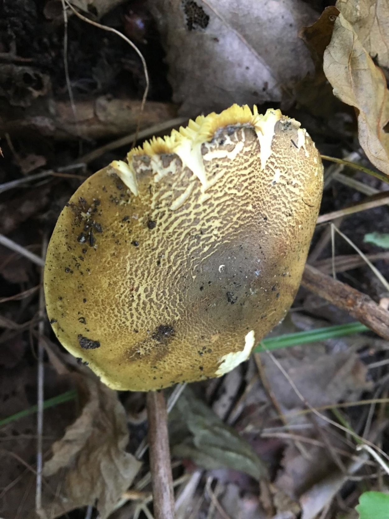 Рядовка Осиновая Tricholoma frondosae