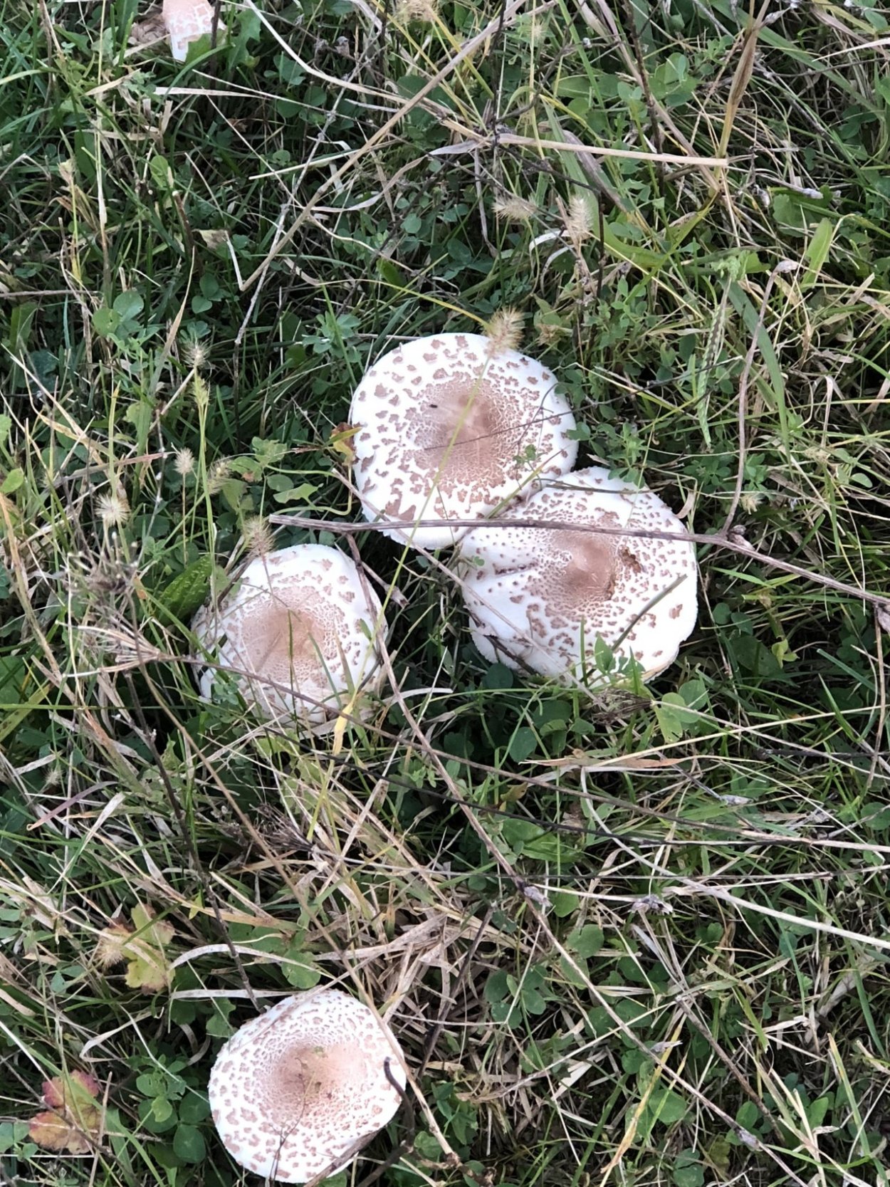 Зонтик Конрада (Macrolepiota konradii)