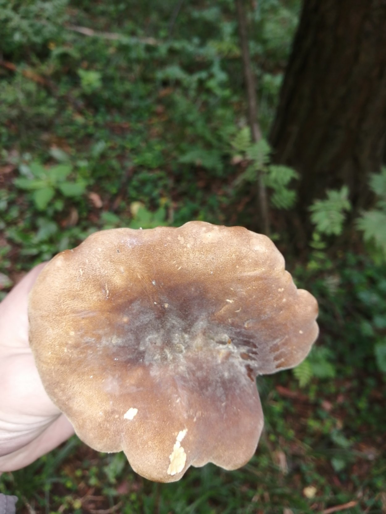 Свинушка бурый гриб