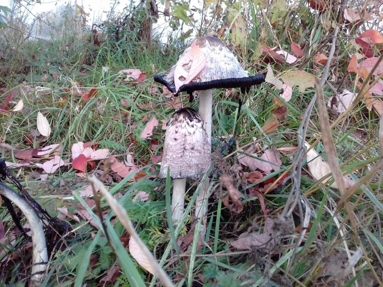 Гриб сентябрюшка