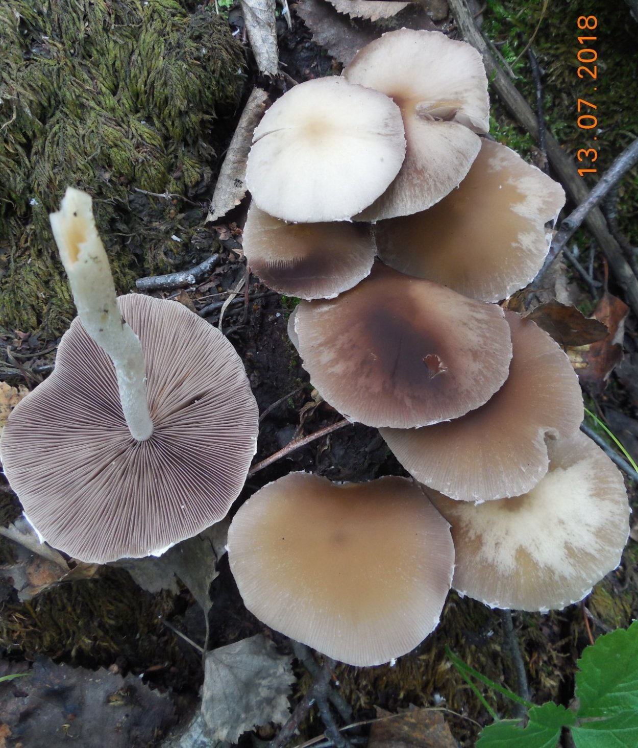 Псатирелла ( опёнок) Кандолля