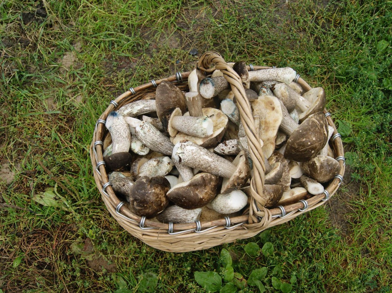Подберёзовик в корзинке