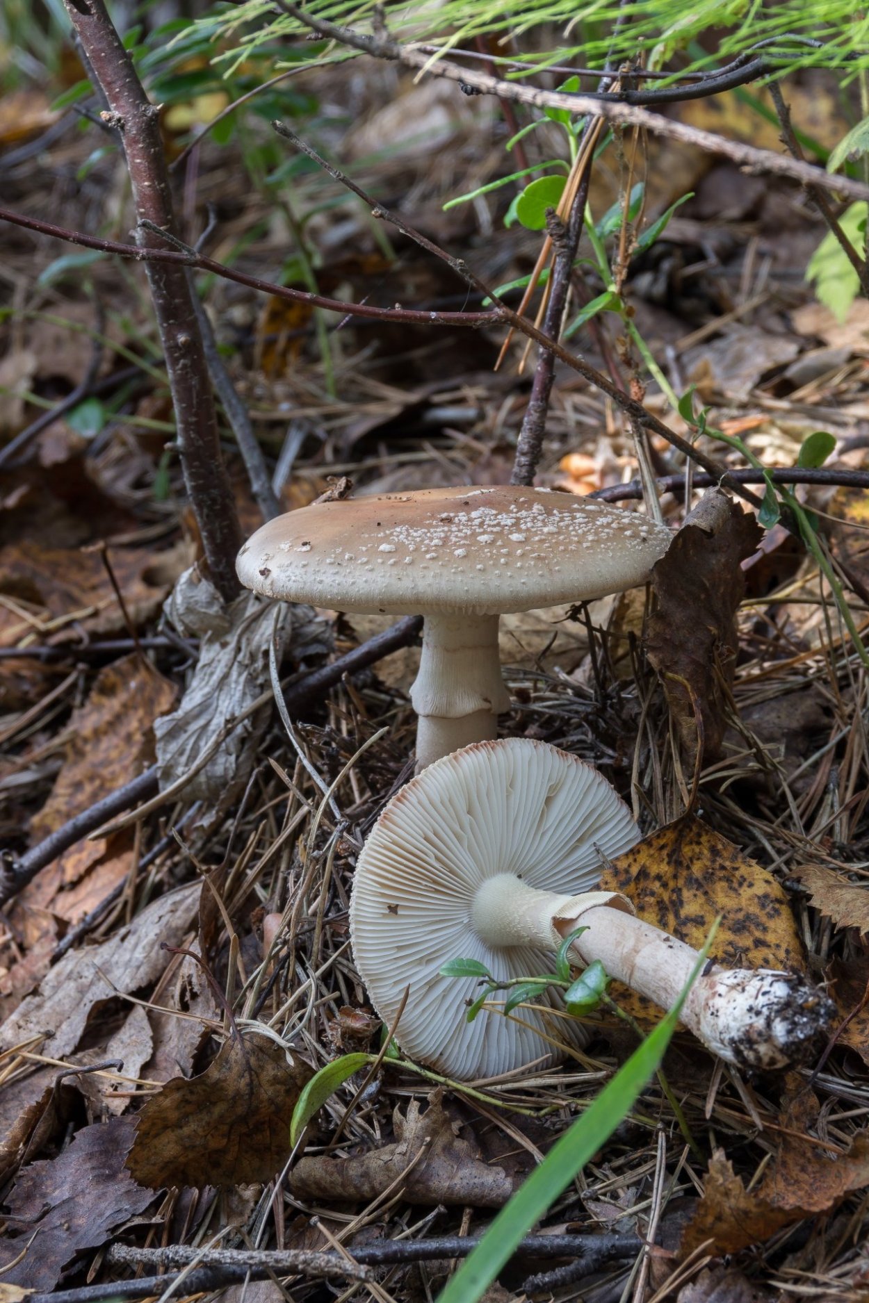 Мухомор серо-розовый Amanita rubescens