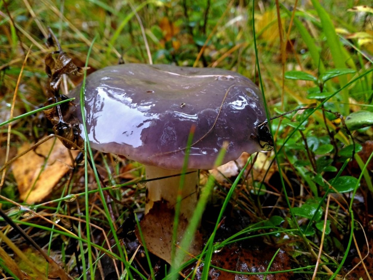 СЛИЗНЯК мокруха