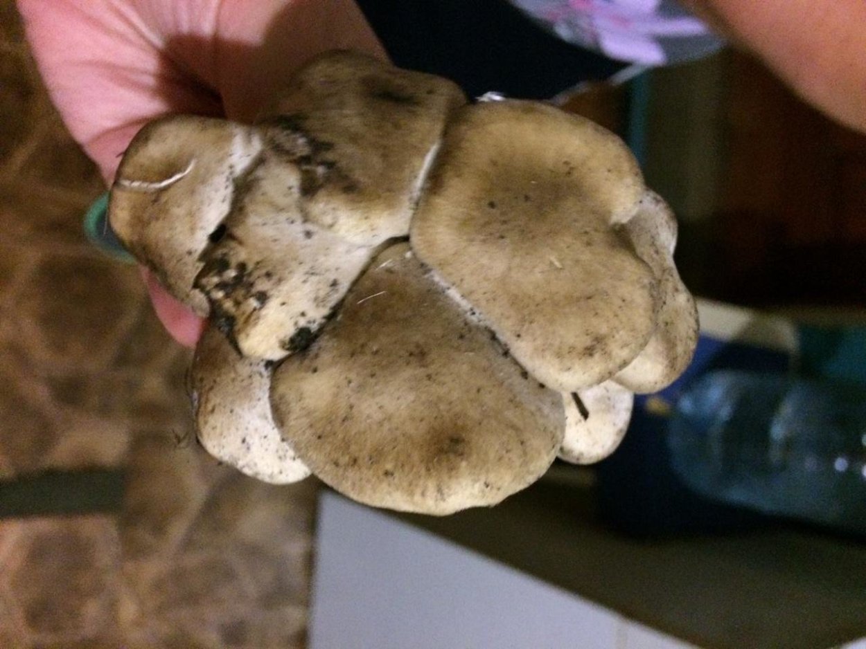 Лиофиллум дымчато-серый Lyophyllum fumosum