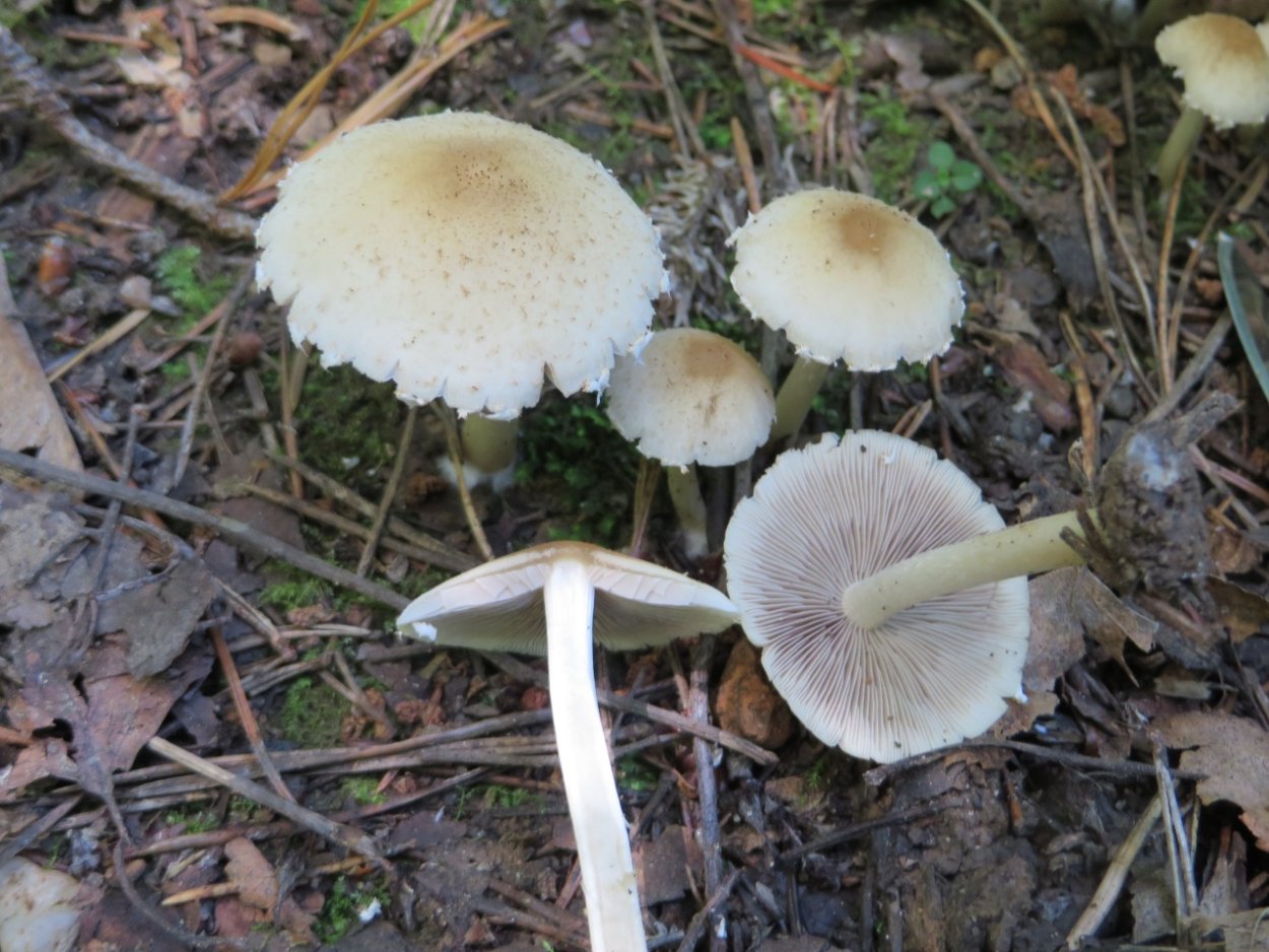 Опенок Кандолля