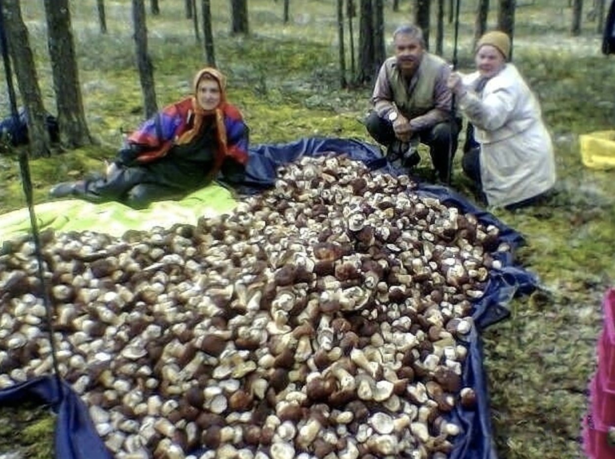 Насобирал много грибов