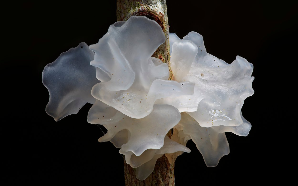 Tremella fuciformis