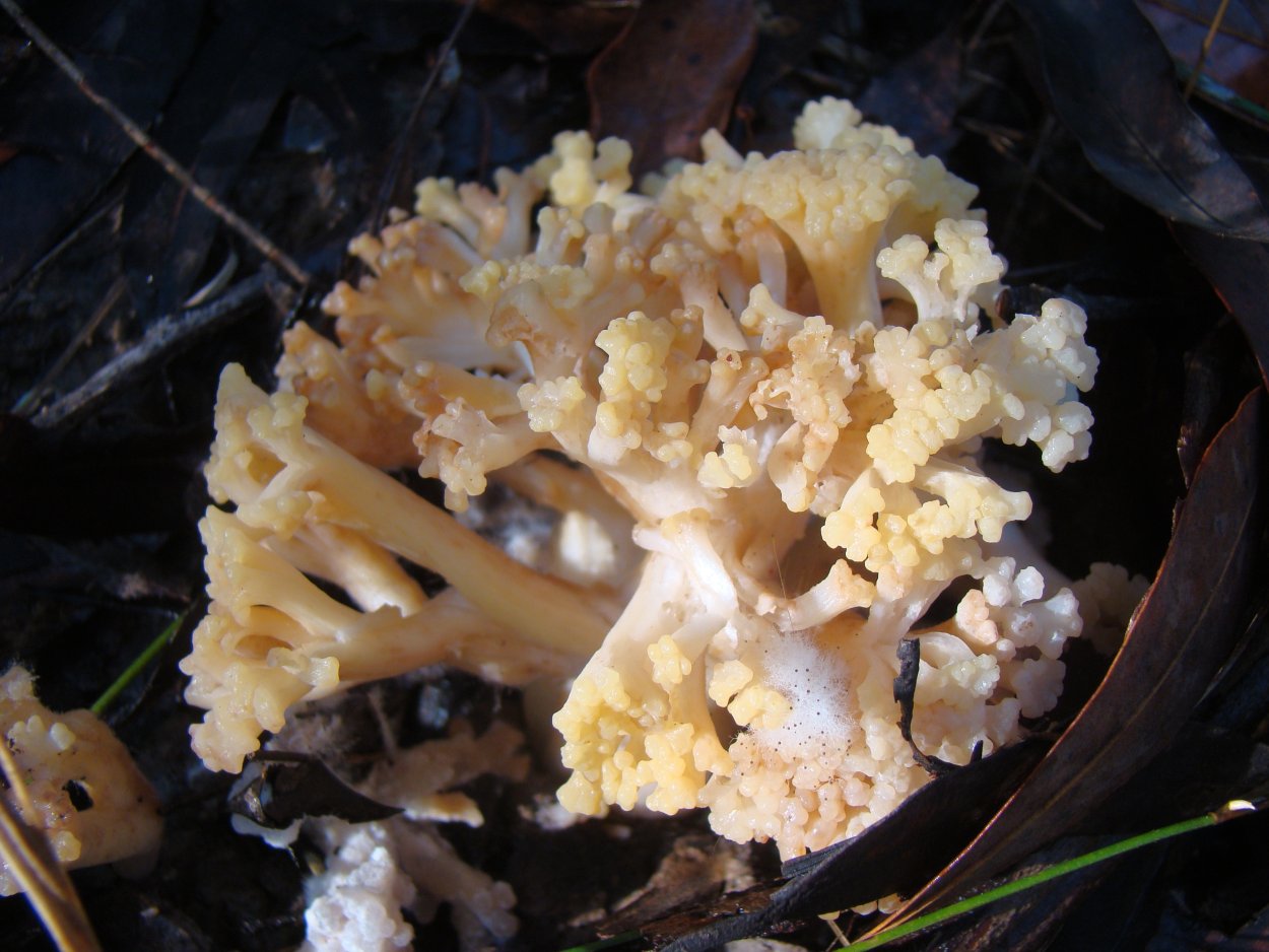 Грибы White fungus