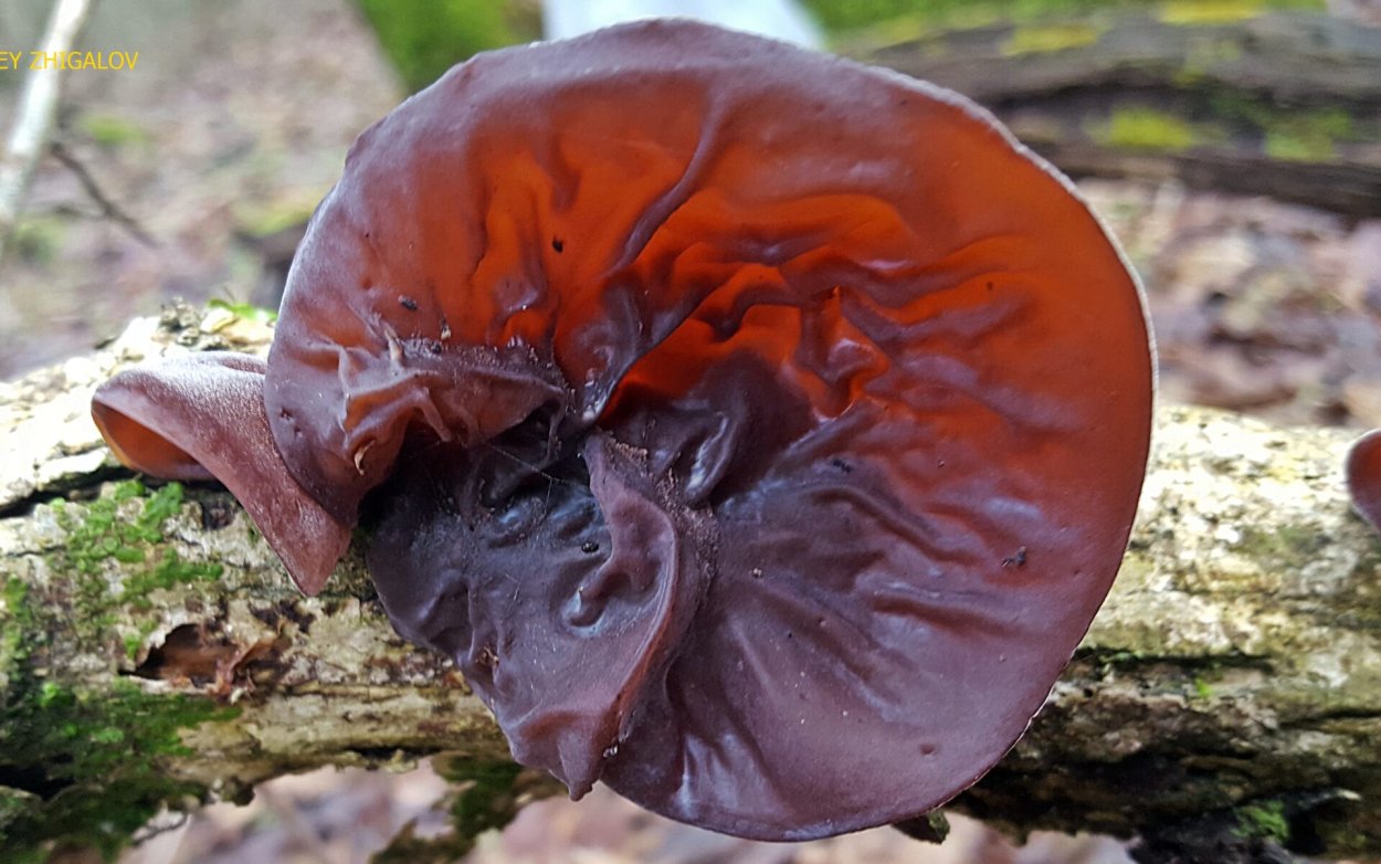 Тремелла фукусовидная