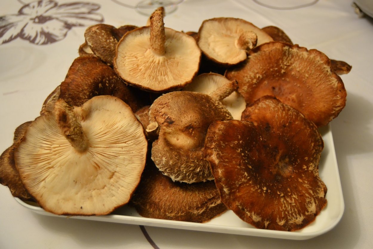 Climacocystis Borealis